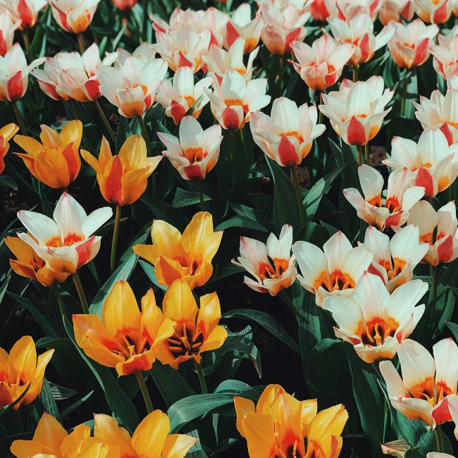 holiday planner near me